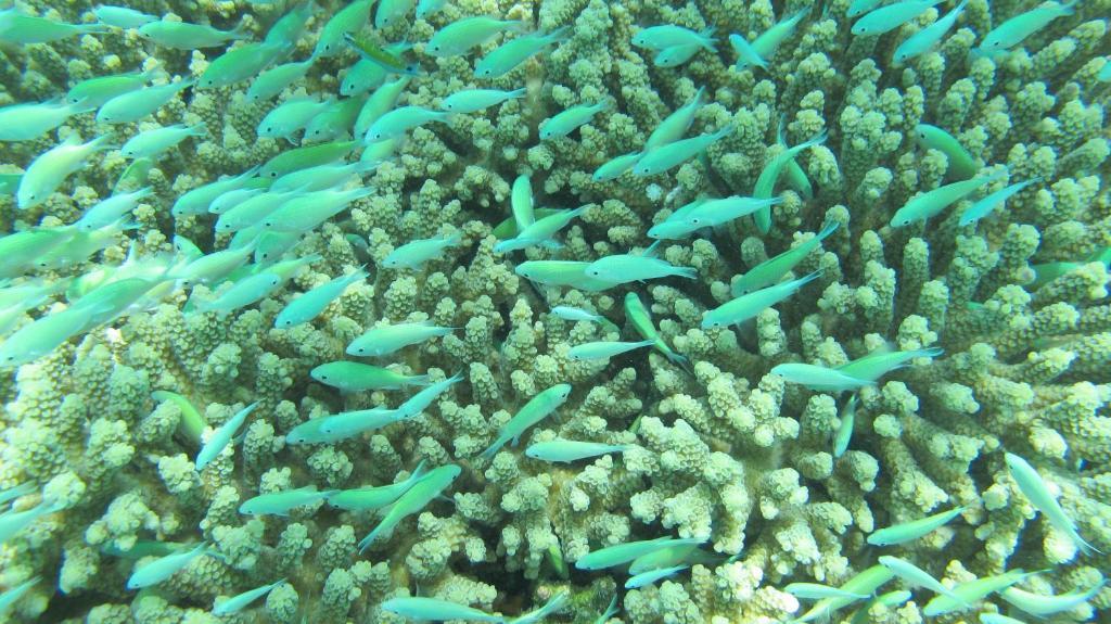 Isle Beach Inn Maldives 外观 照片