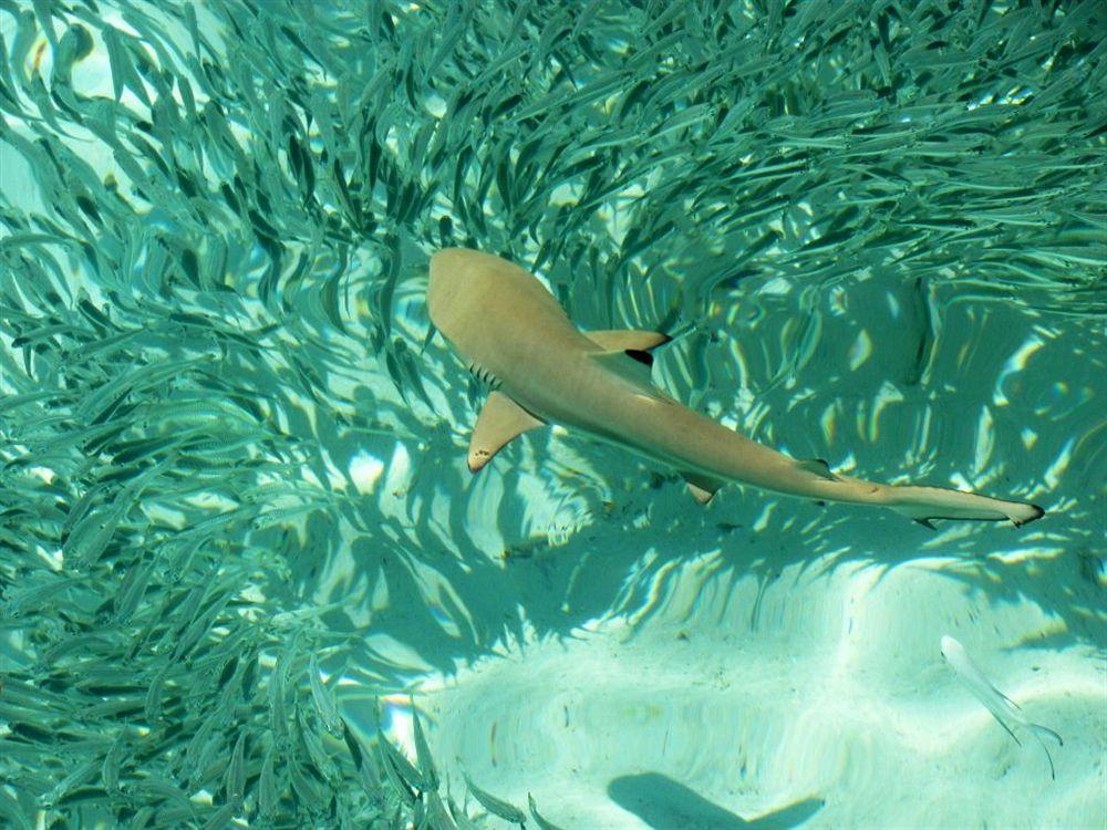 Isle Beach Inn Maldives 外观 照片